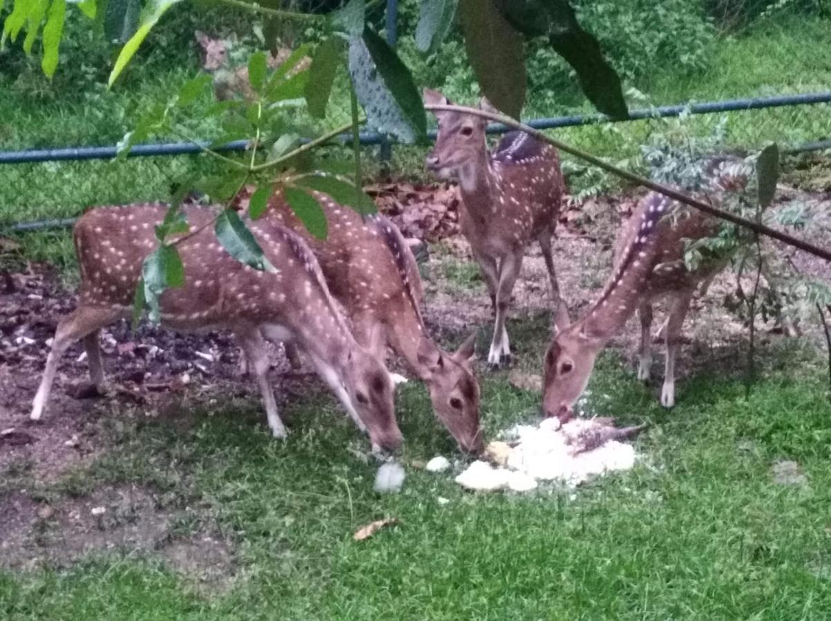 Deer Garden Guest Hotel Полонарува Екстериор снимка