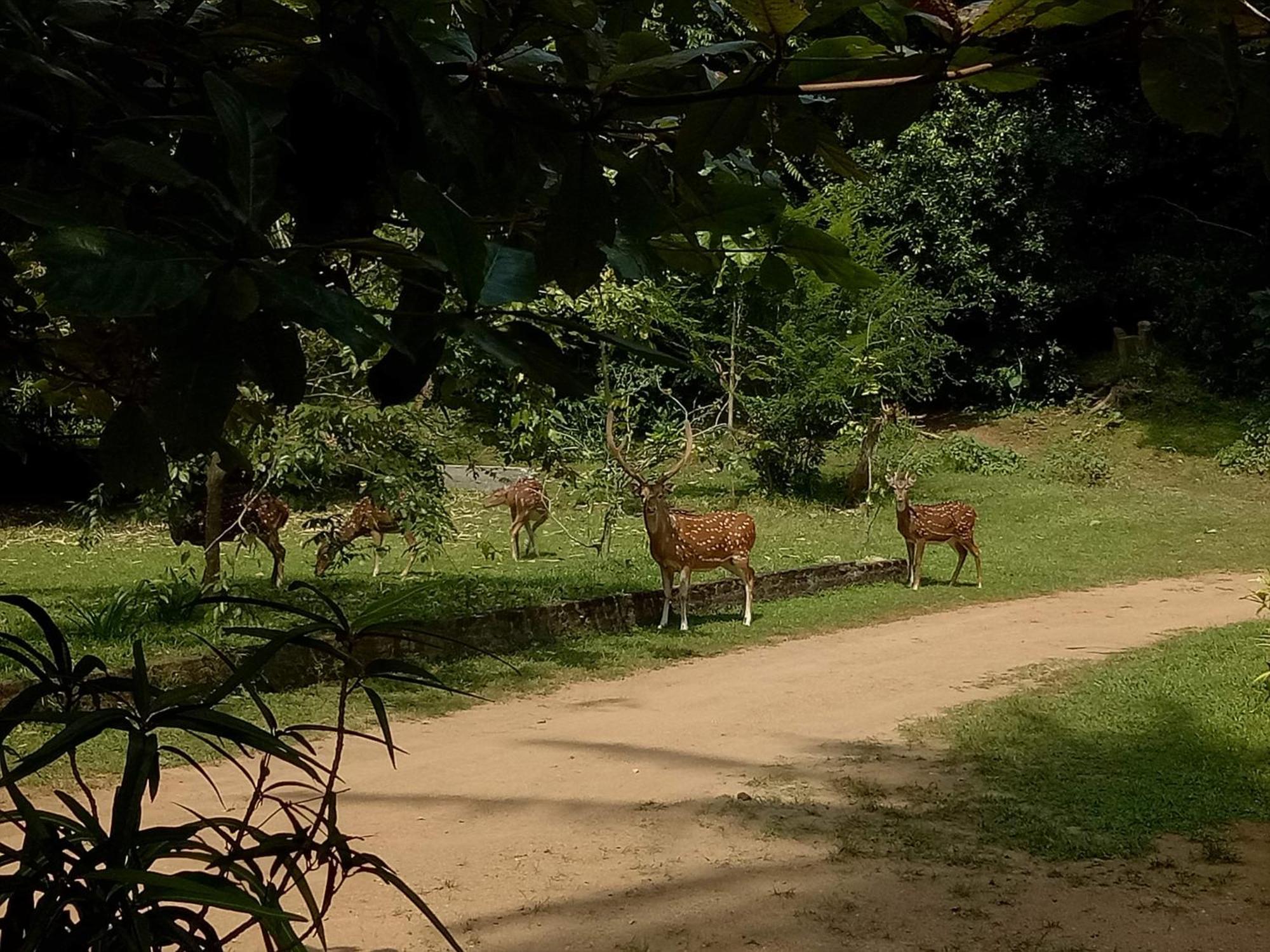Deer Garden Guest Hotel Полонарува Екстериор снимка